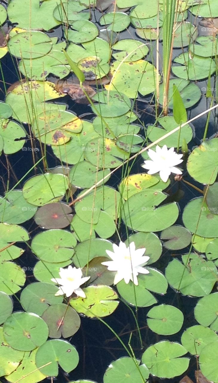 Lotus flowers water lilies 