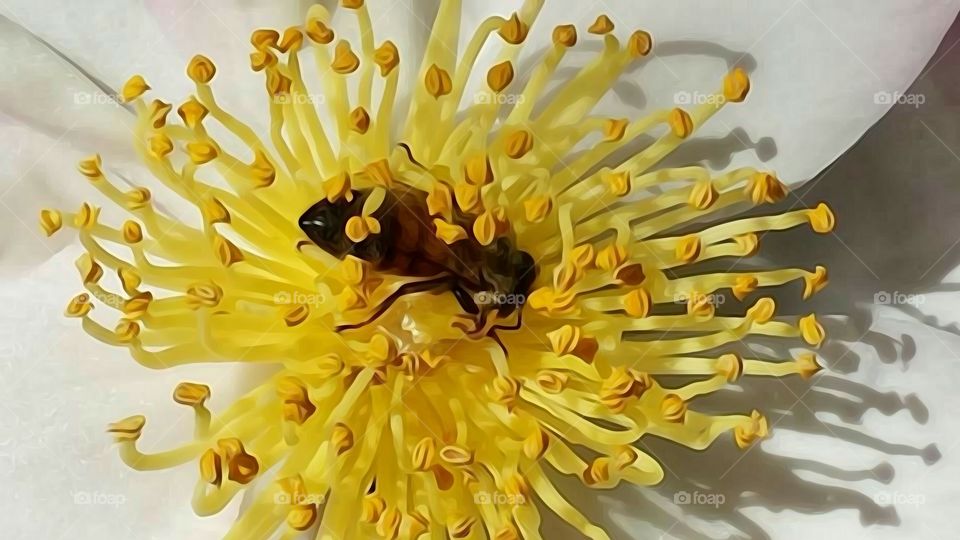 This little bee is enjoying the tasty nectar from the yellow on this flower