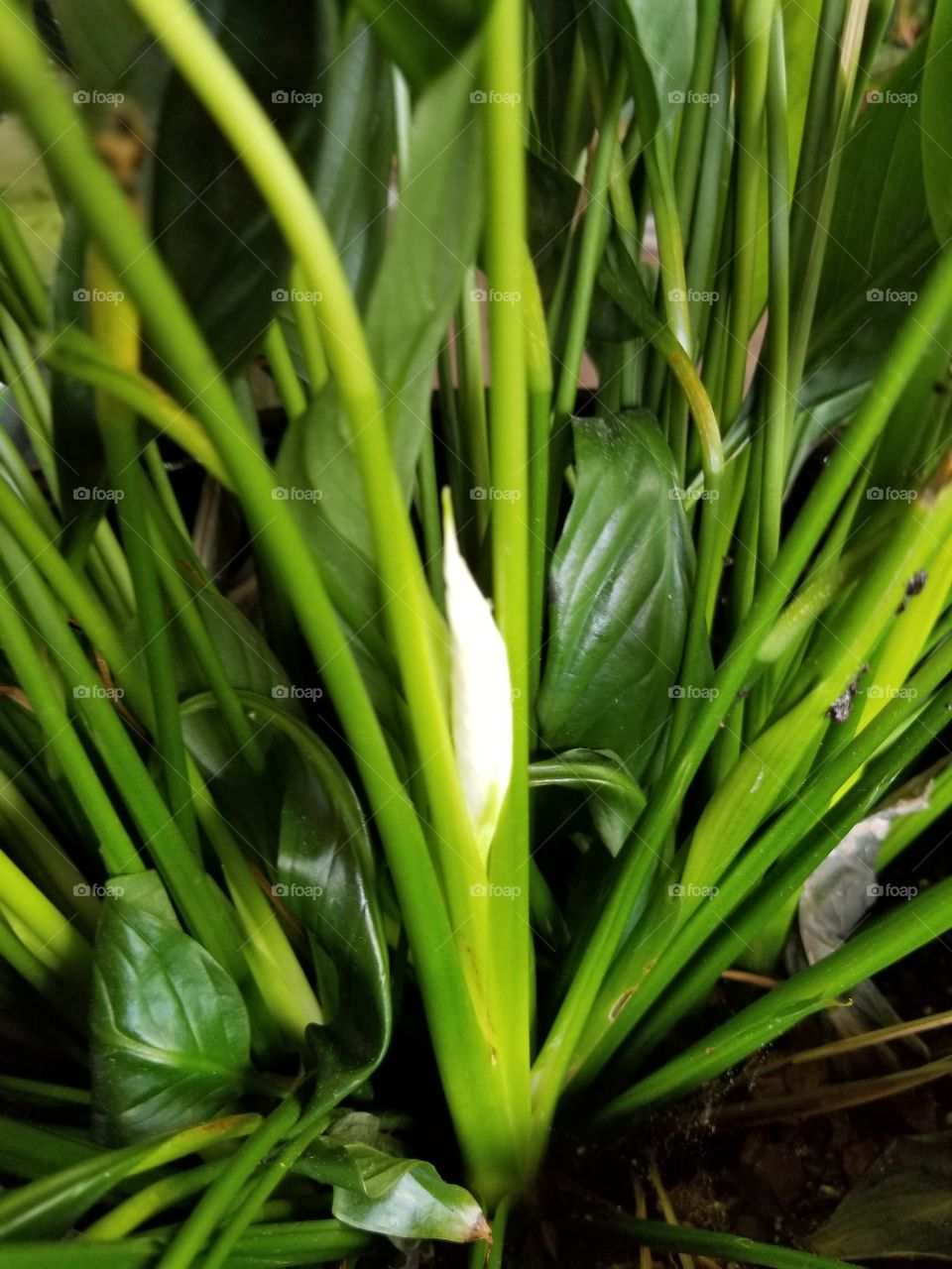 Peace Lily Bloom