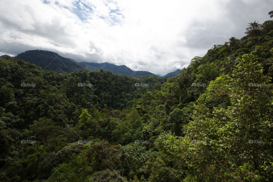 The Cloud Forest
