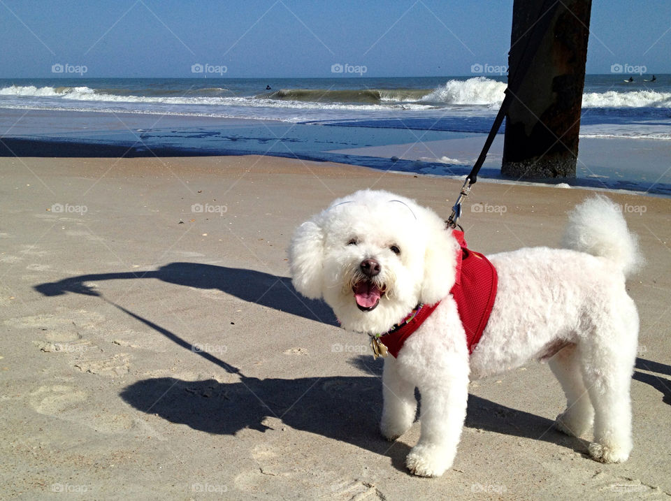 beach dog bichon poodle surfers waves ocean sand summer pier sailboat pet dog cute beach by phillyballs