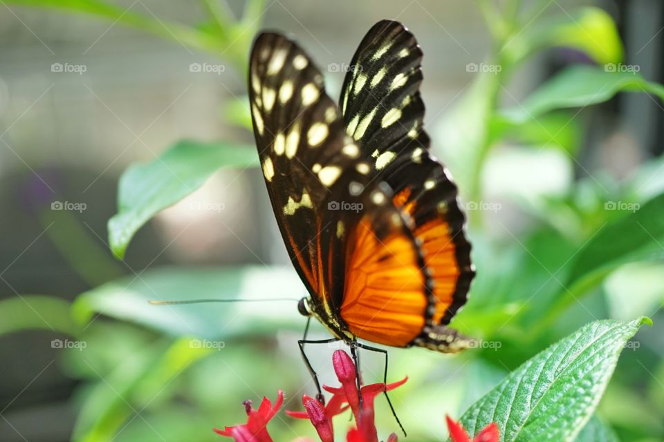 Rainforest Butterfly