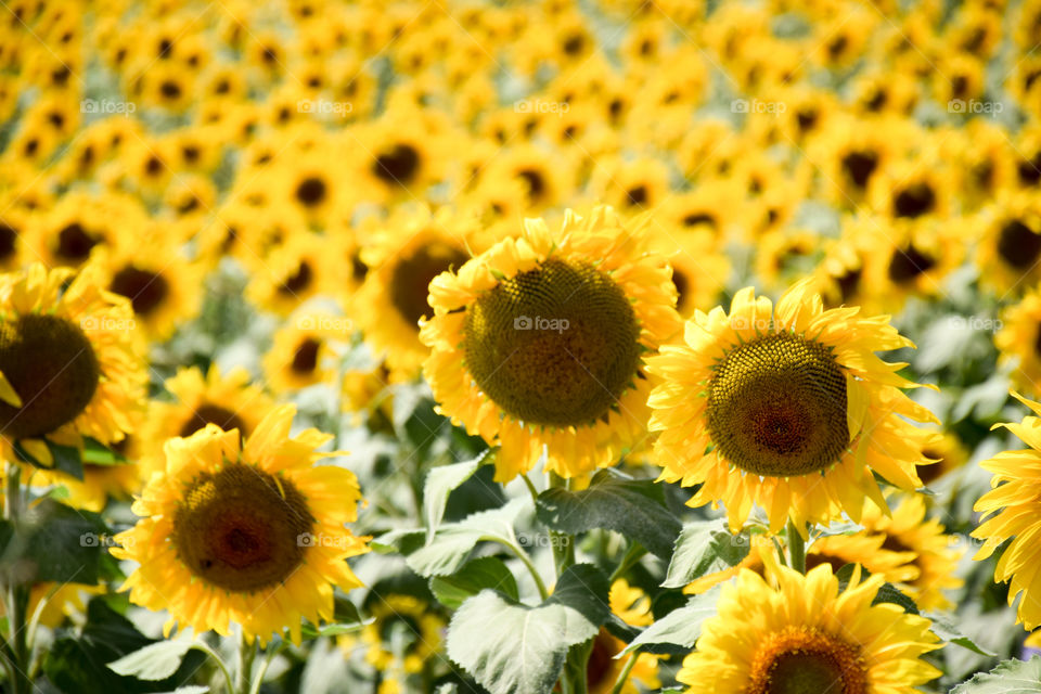 Sunflower, Flora, Summer, Nature, Flower