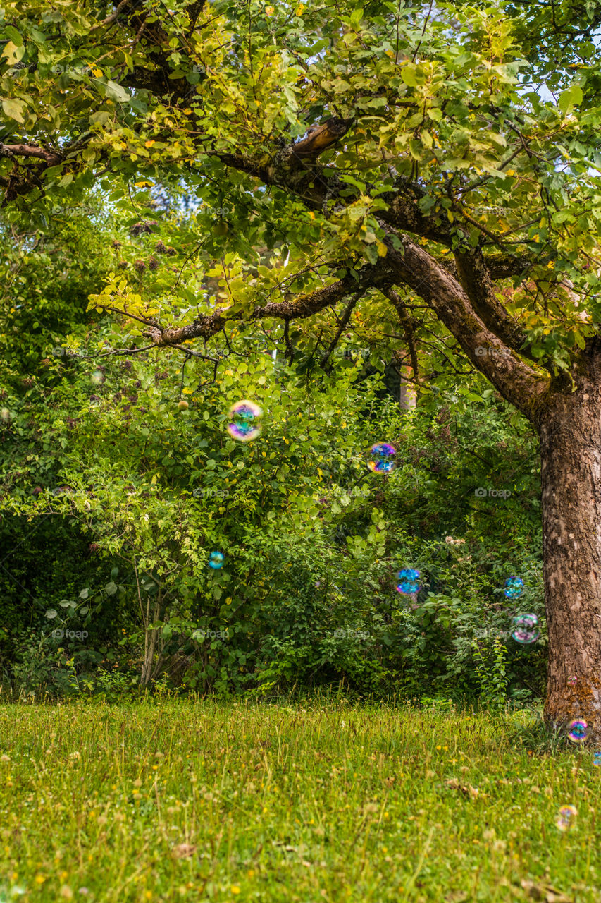 bubbles, fall