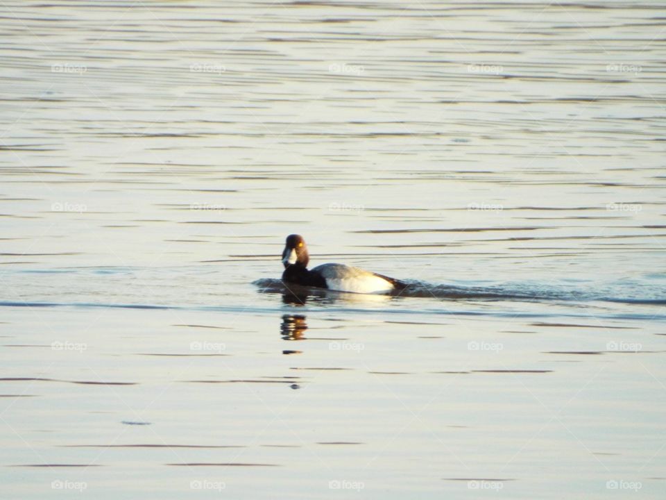 Duck on the Mississippi River 