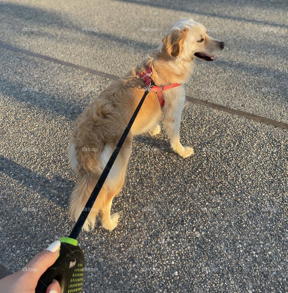 Walking with dog 