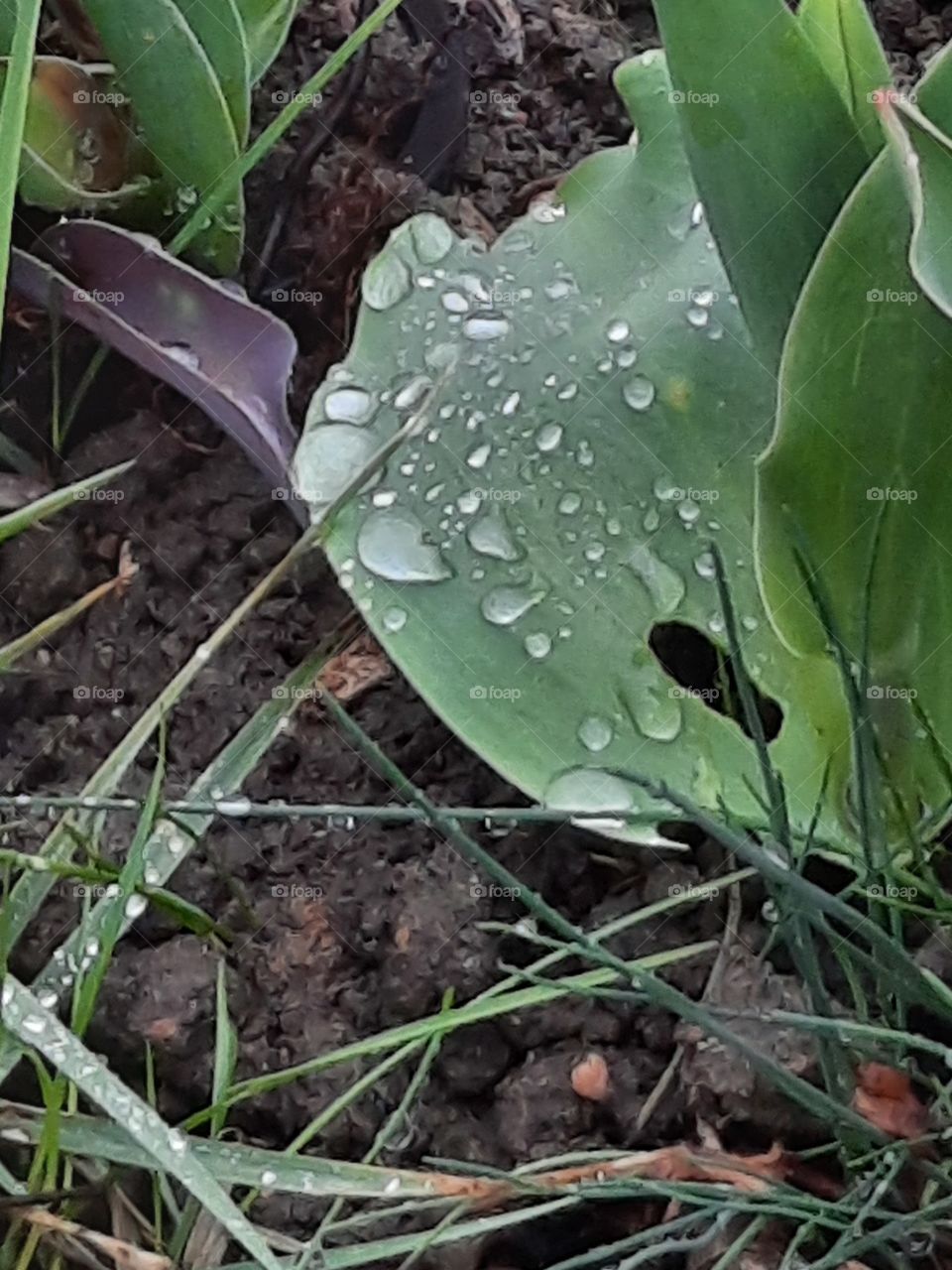 tulip leaves with raindrops in early spring