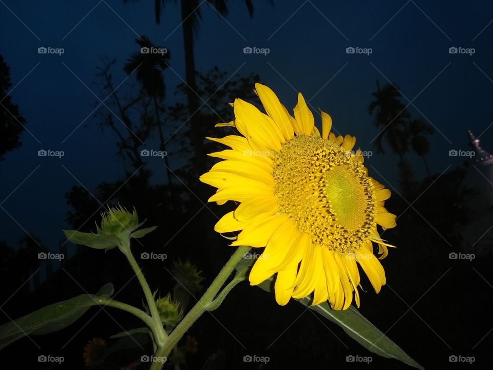 sunflower....