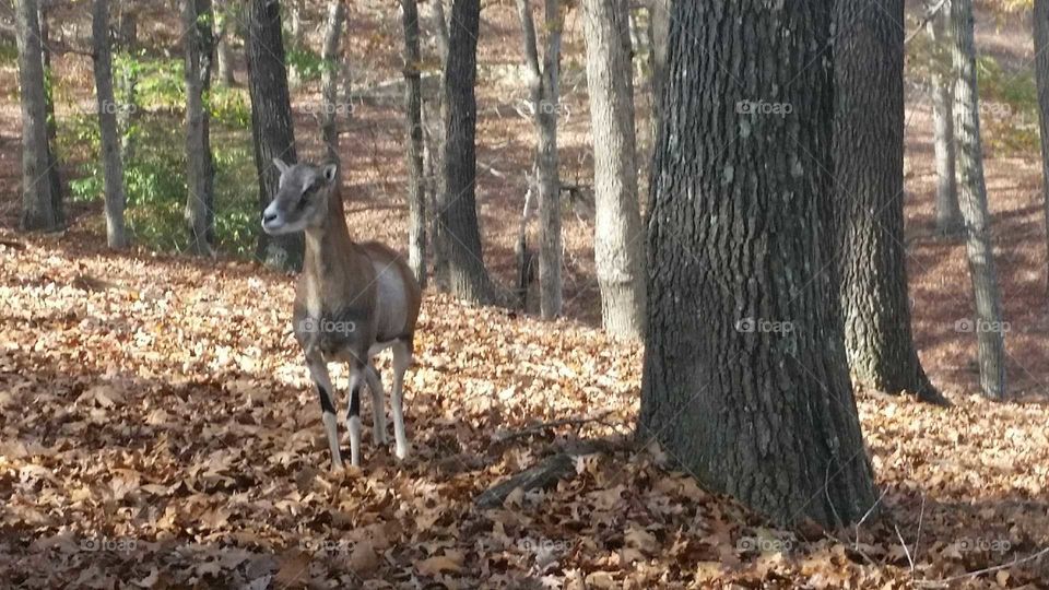 animals in nature