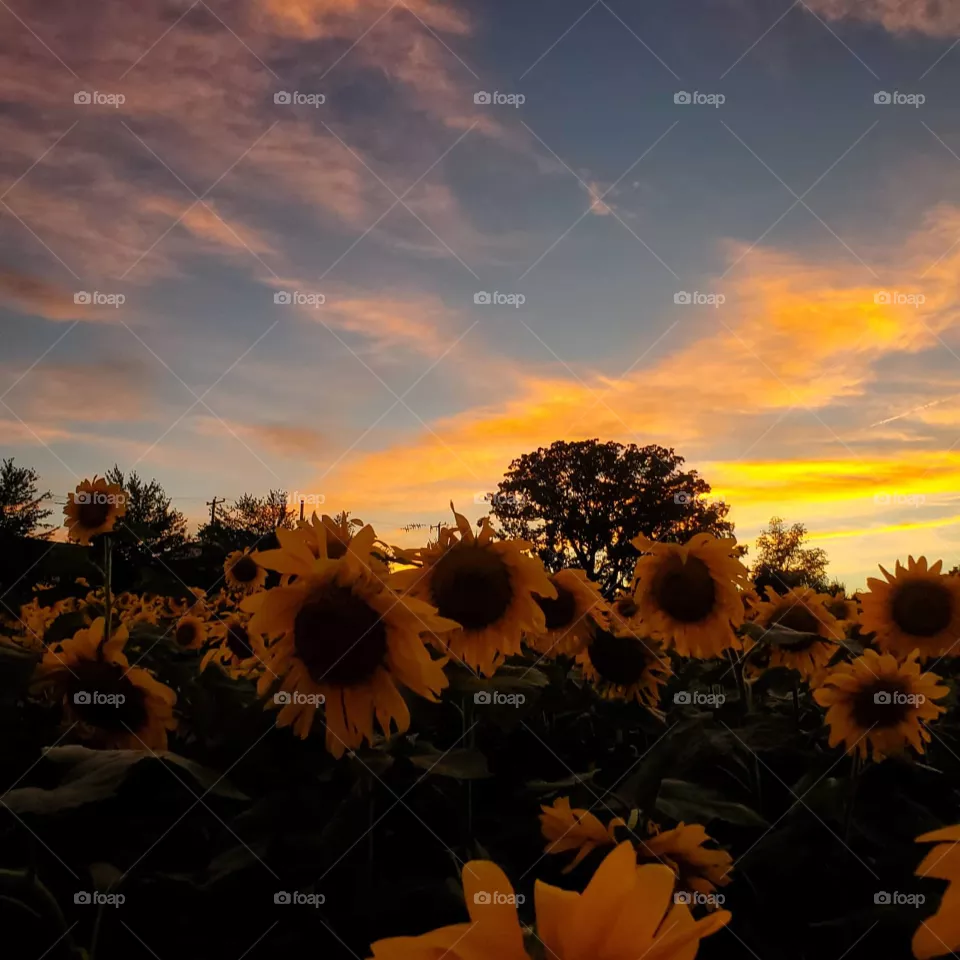 sunset in sunflower field