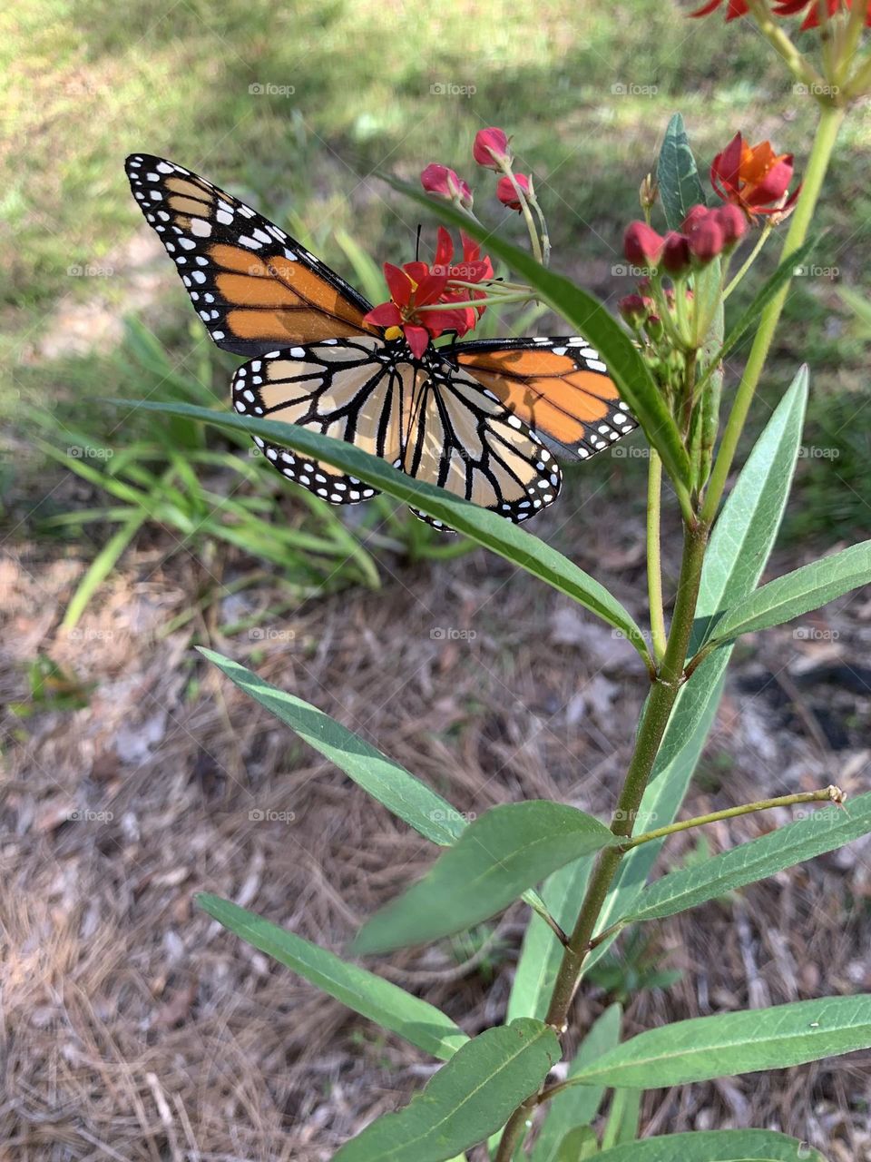 Monarch butterfly feeding on a milkweed plant. She will lay her eggs on the underside of the leaves 