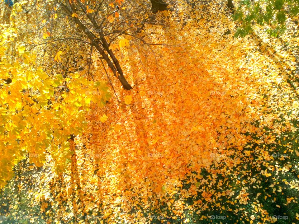 Fall, Leaf, Season, Nature, Tree