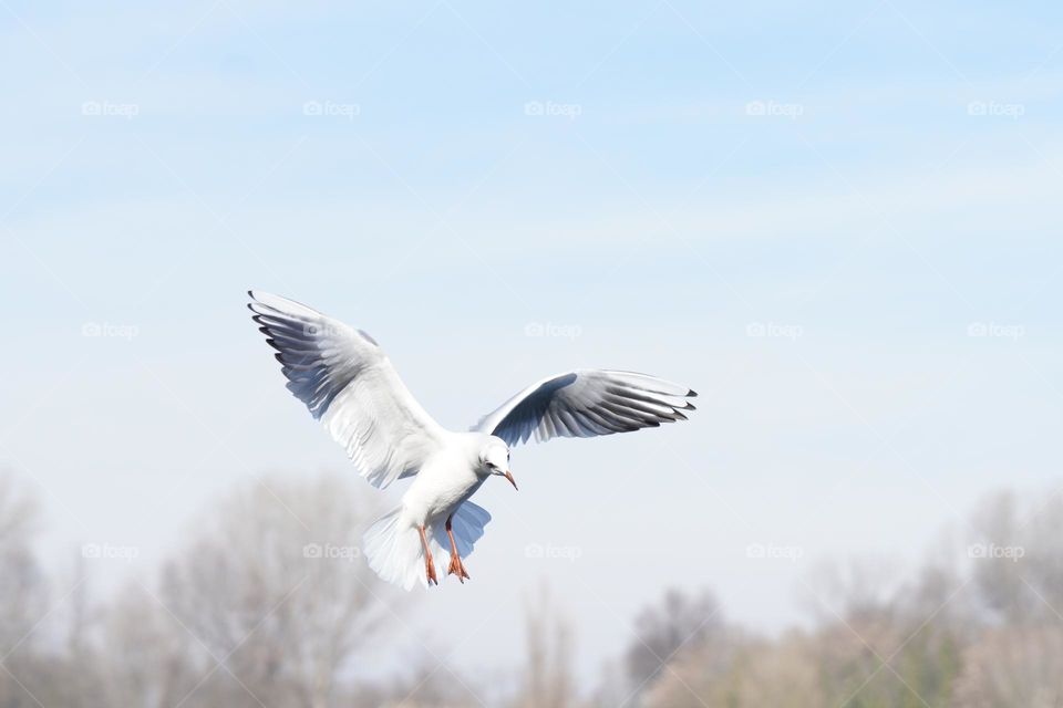 flying birds 