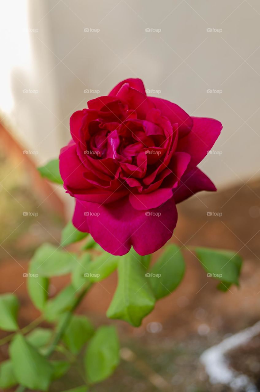 Red Rose