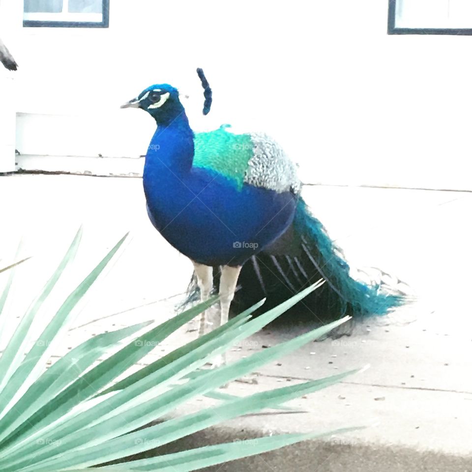 Bird, Peacock, Wildlife, Feather, Animal