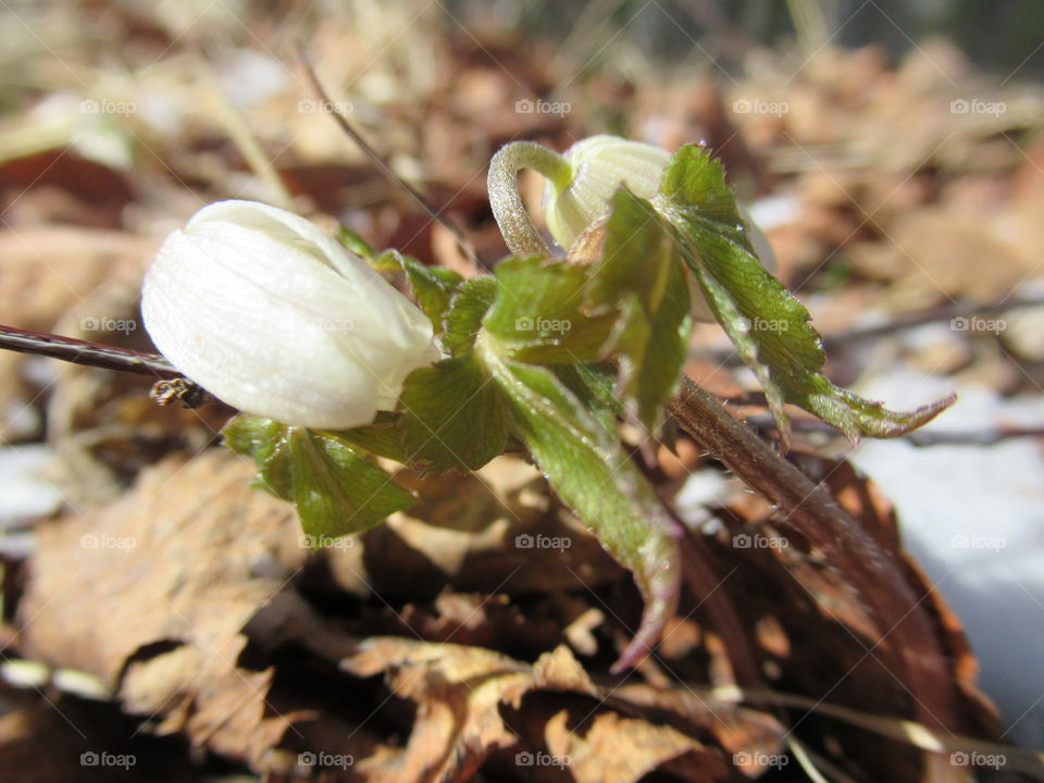 snowdrops from under last year's foliage and snow appeared