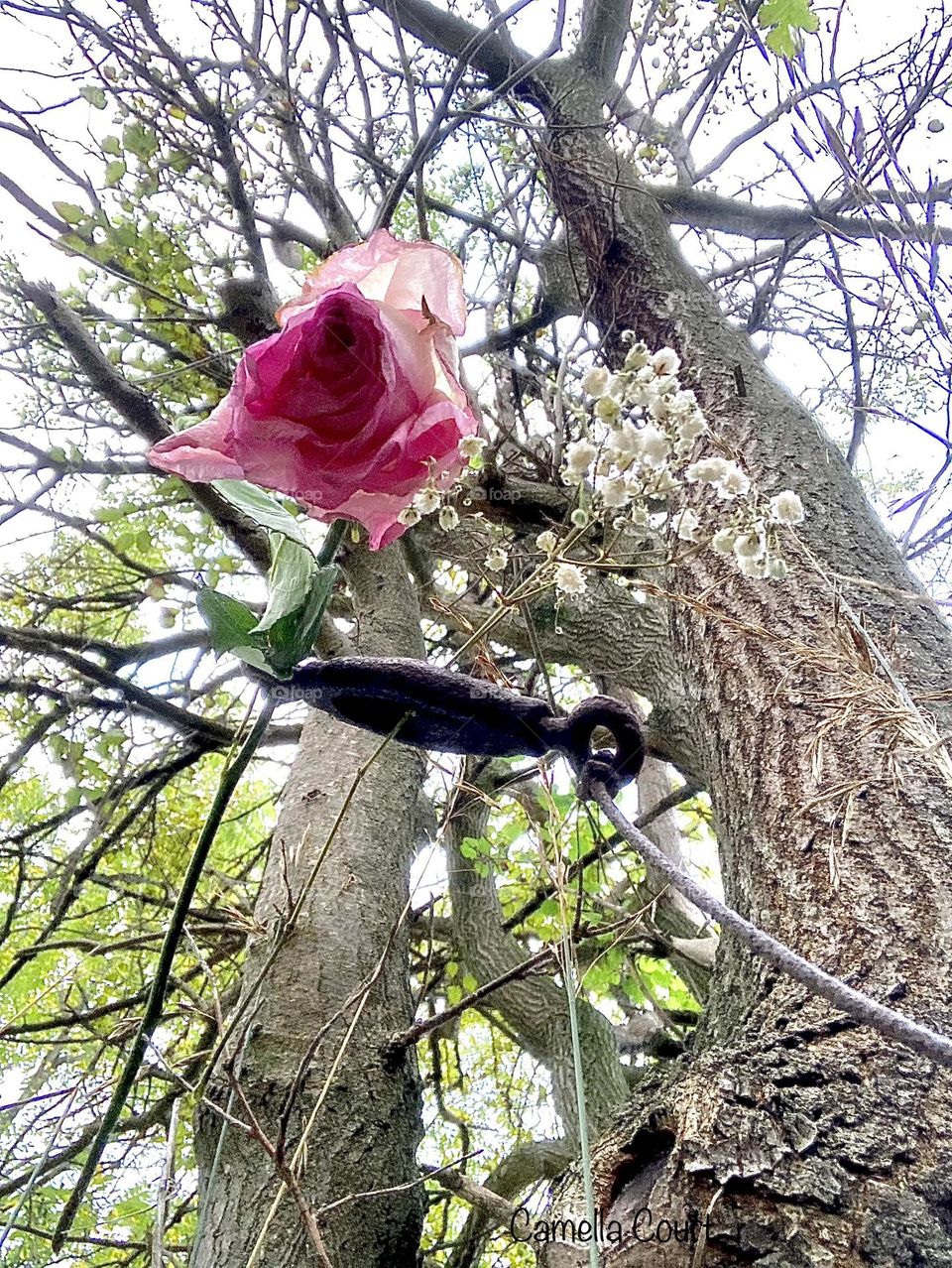 Pink rusty rose in a tree on an overcast day