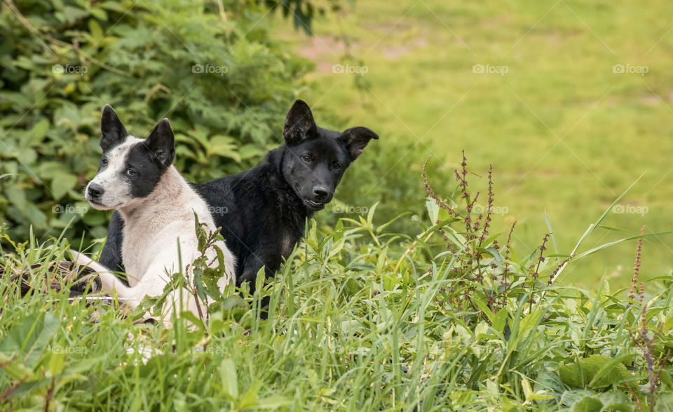 Dogs enjoying the summer time in the field