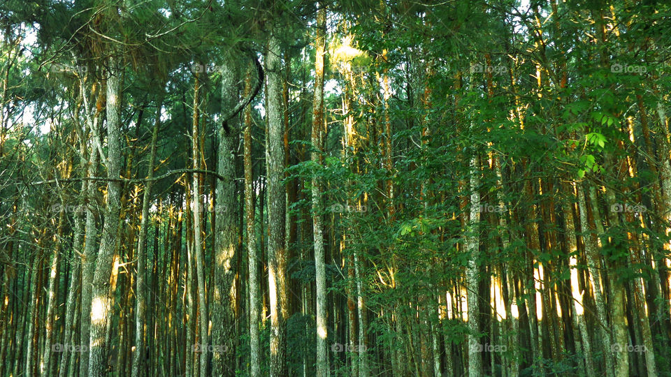 Lush Pine Florest
Green is a natural thing of nature

#hutan_pinus_mangunan
#indonesia_tours
#tours_yogyakarta
#wisata_alam_mangunan