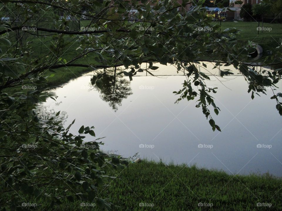 edge of a pond