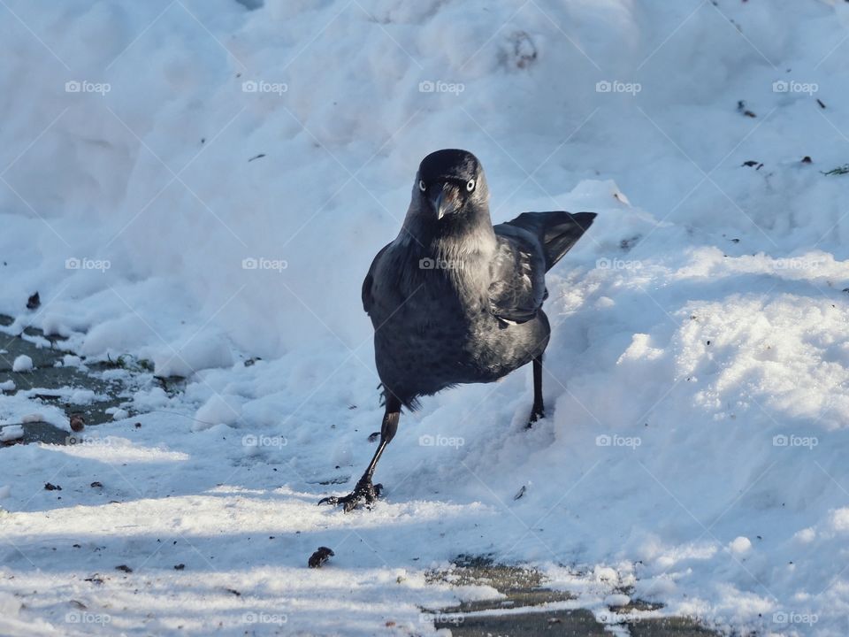 Eurasian jackdaw