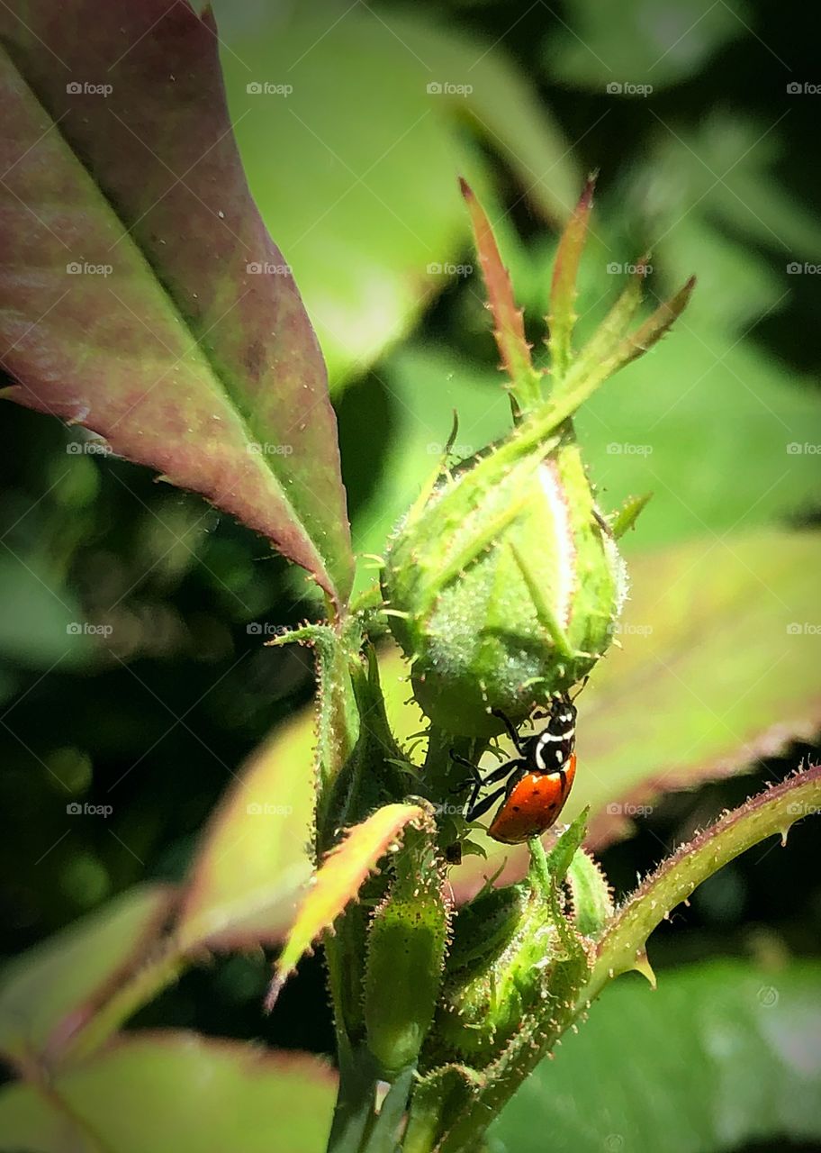Lady bug climbing 