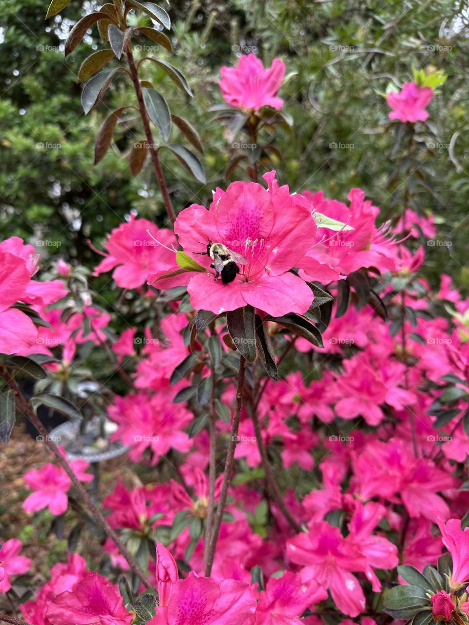 Azalea plant with beautiful pink blooms and a bee pollinating it