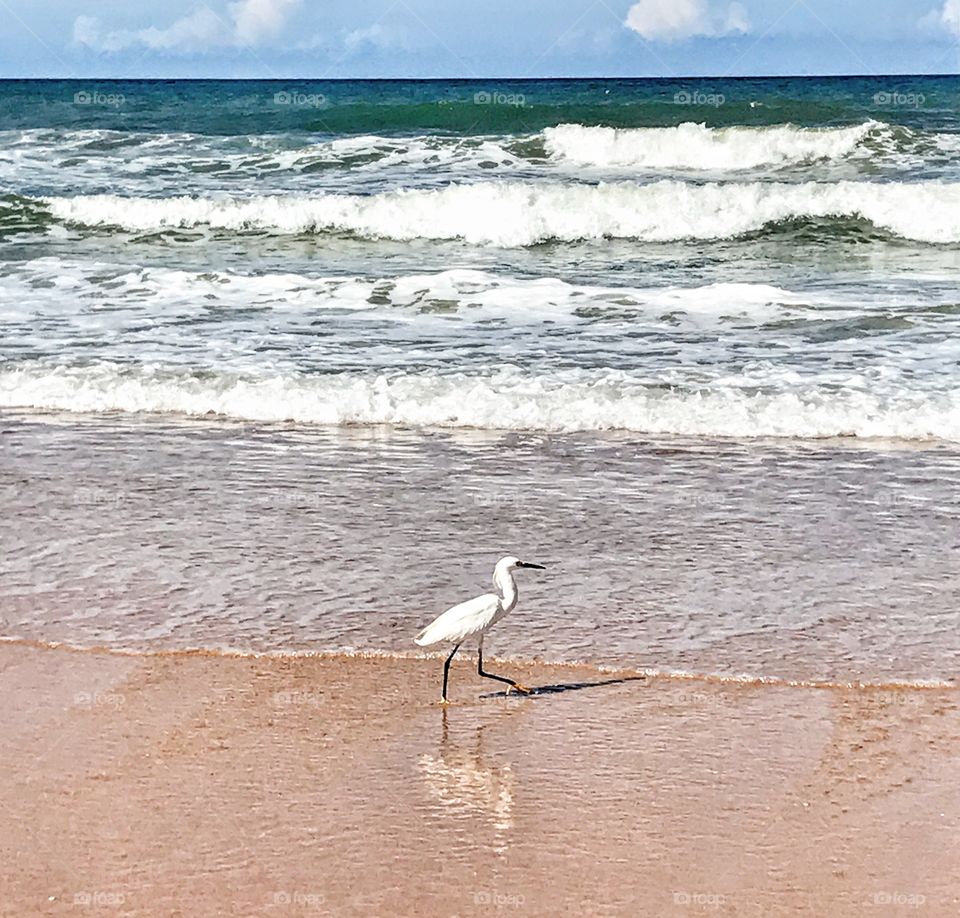 Egret strolling on Flagler Beach