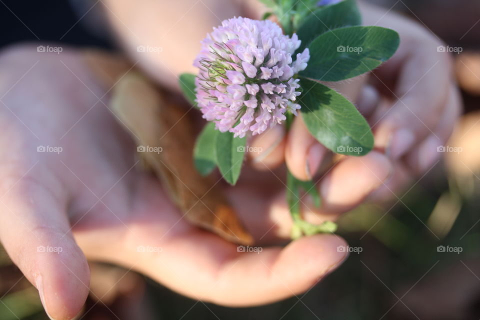 Clover flower in child's hands