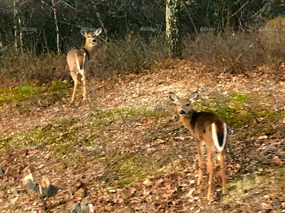 Two deer