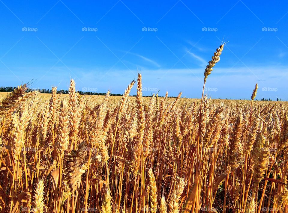 Summer. Field of golden ripe wheat against a blue sky with white clouds