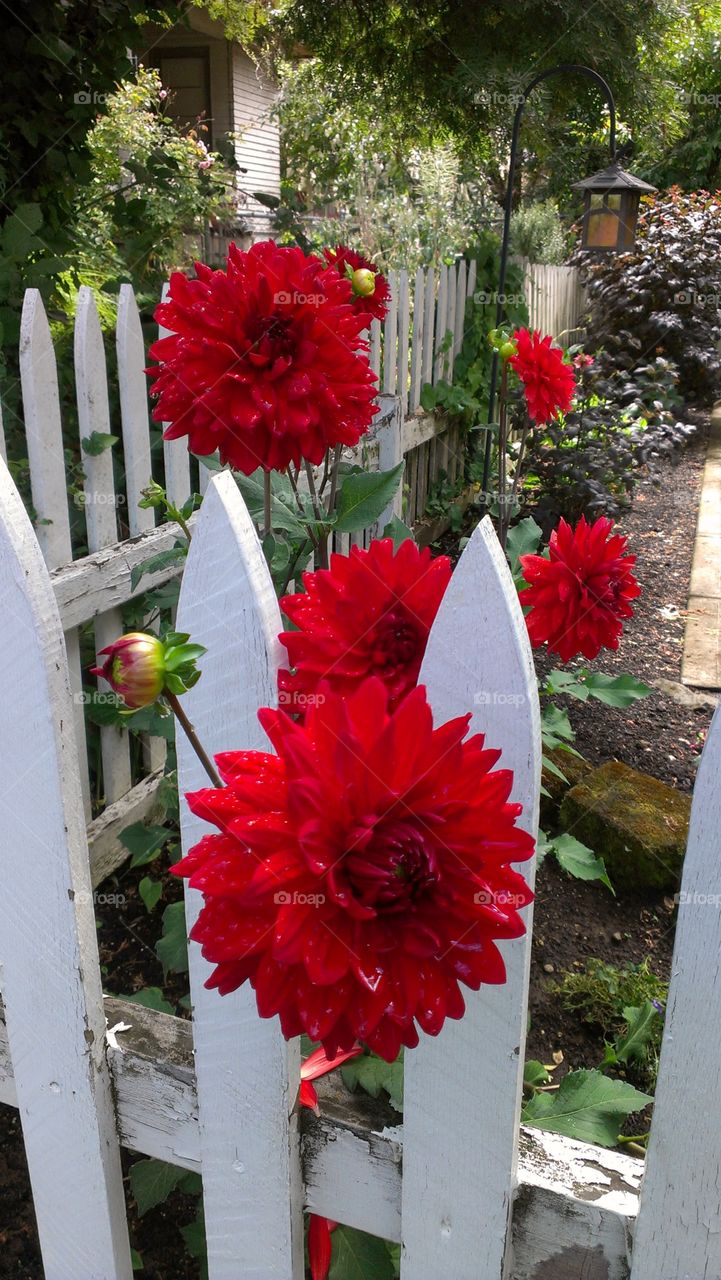 Red dahlia on fence
