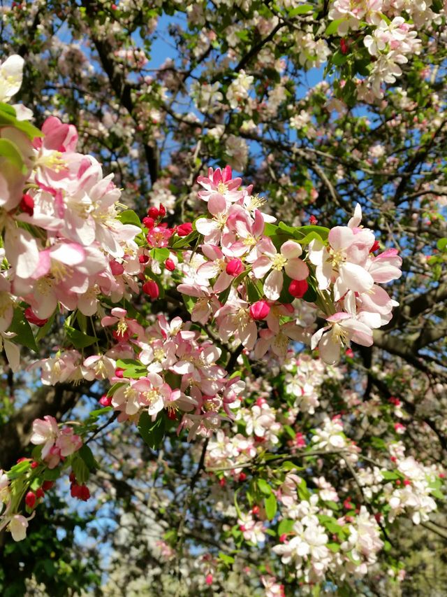 Spring bloom 