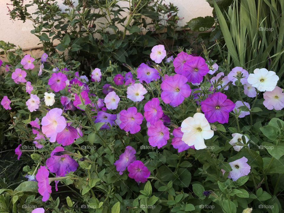 Petunias in the garden.