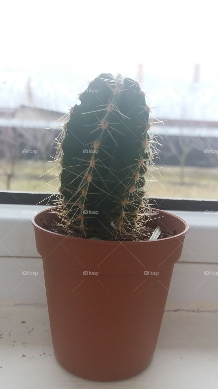 Cactus