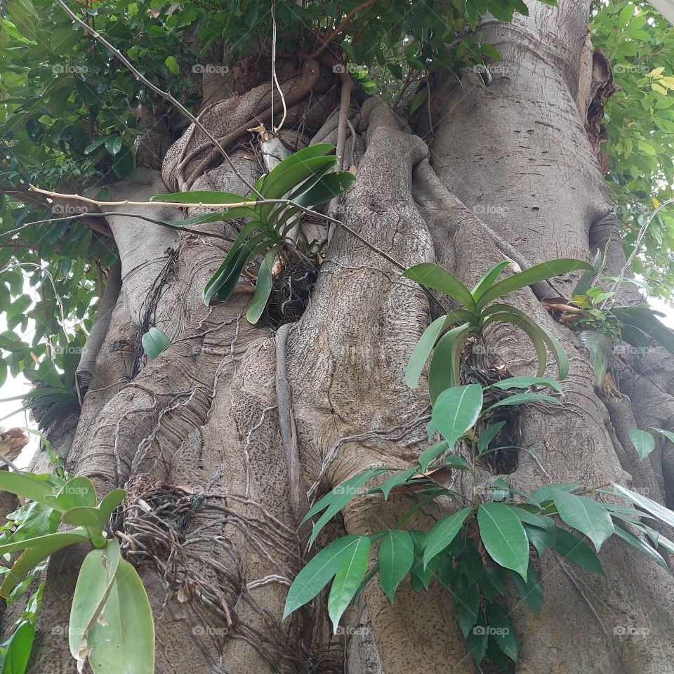 a large trunk of a banyan tree overgrown with other plants