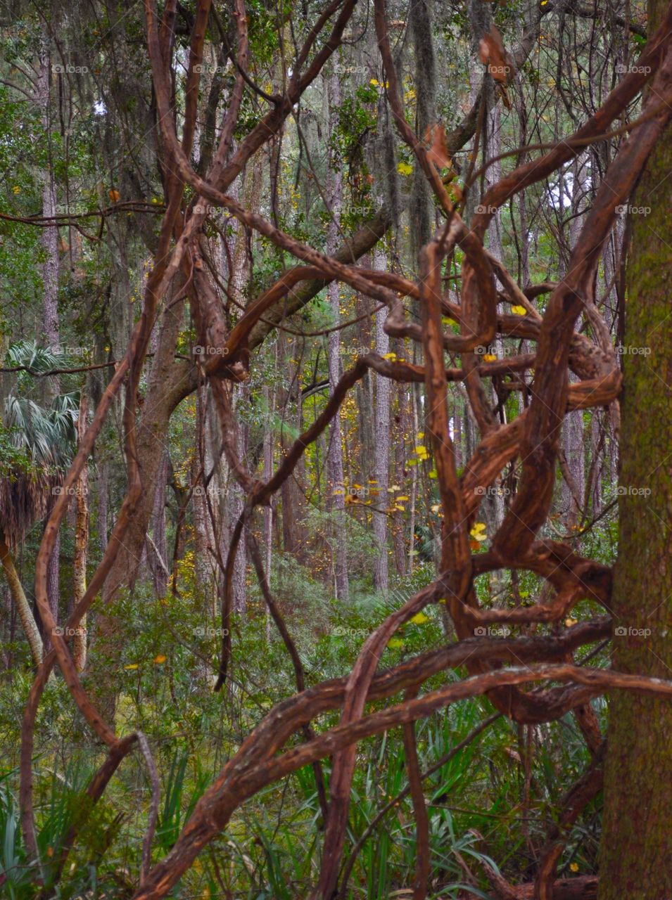 Photo of twisted trees in forest