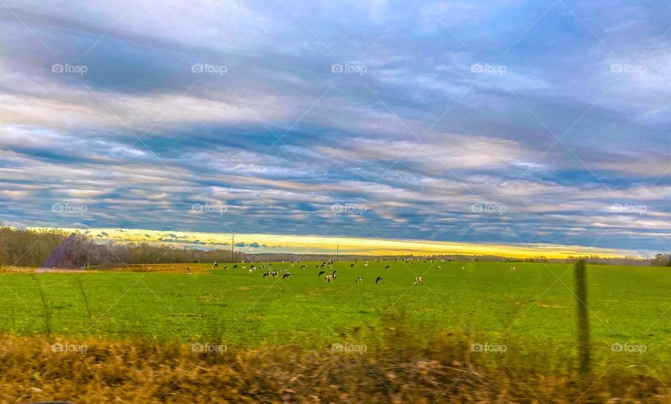 Cow field 