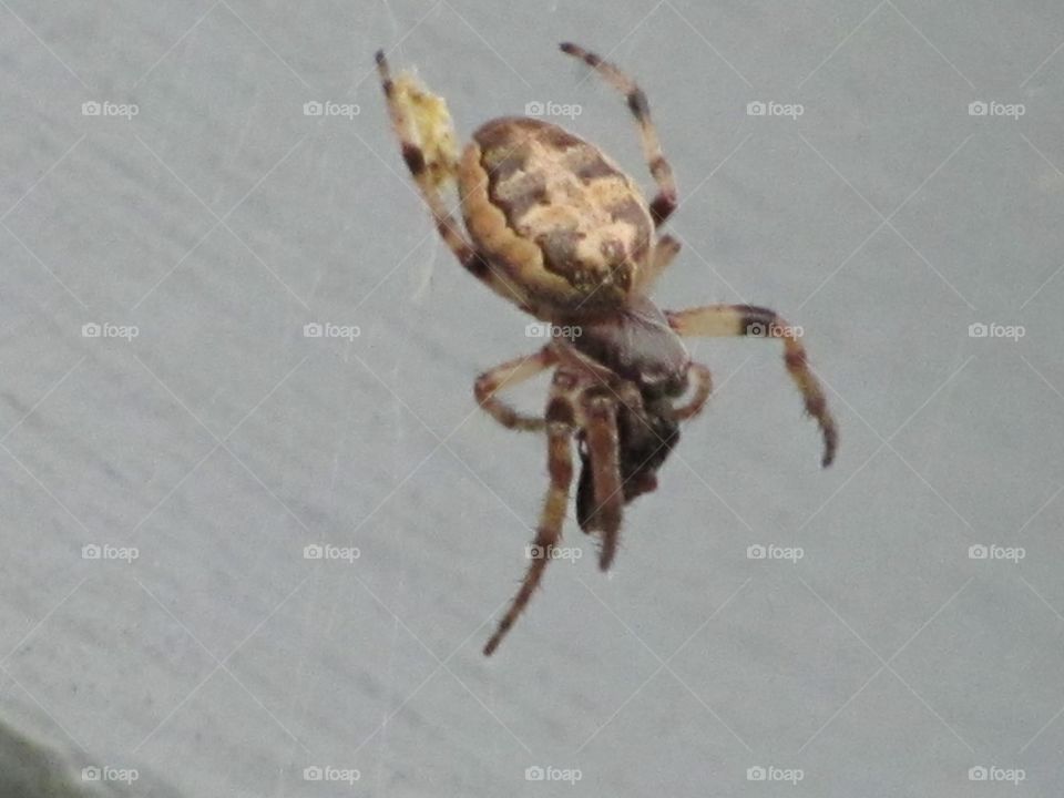 Backyard spider and it's dinner