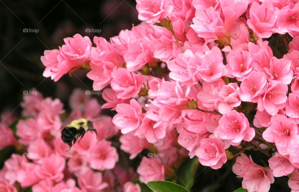 bee and azalea