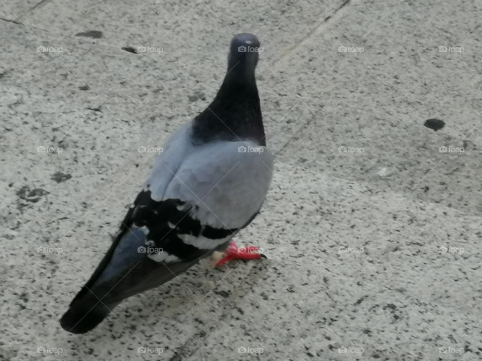 Pidgeon square