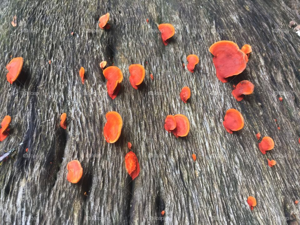 Mushrooms over the wood
