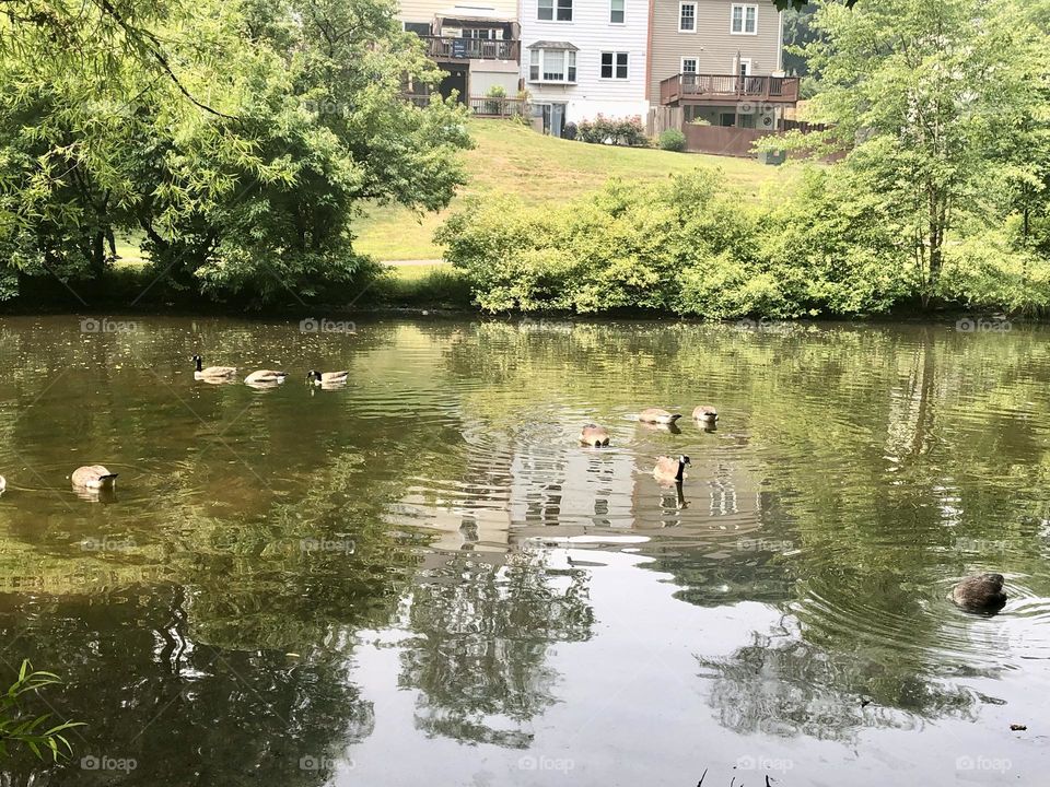 Lake Braddock / Virginia 