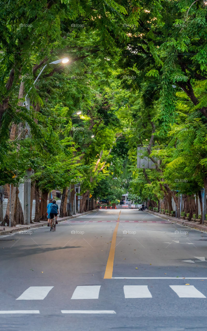 Tree tunnel