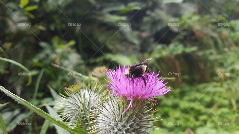 bee on thistle