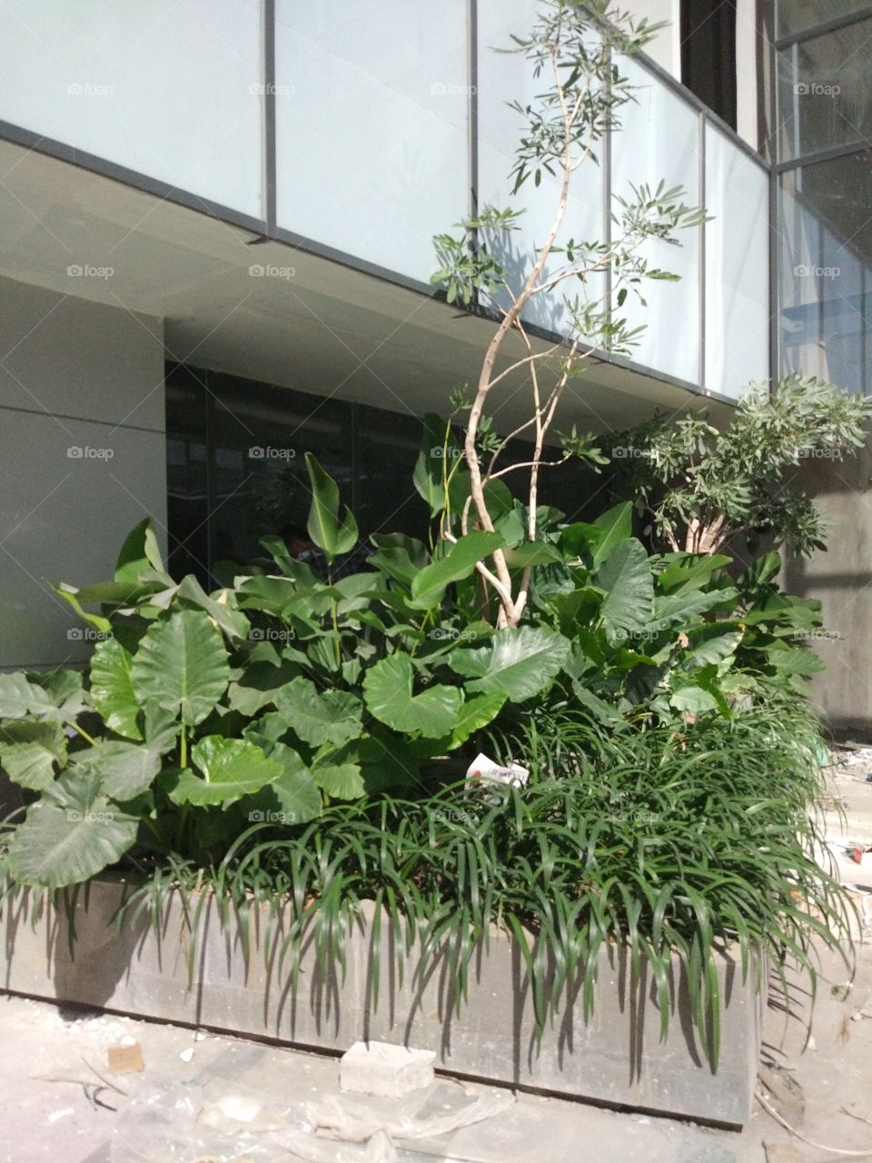 green building with plant plants real not plastic