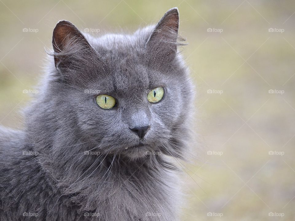Grey longhaired cat