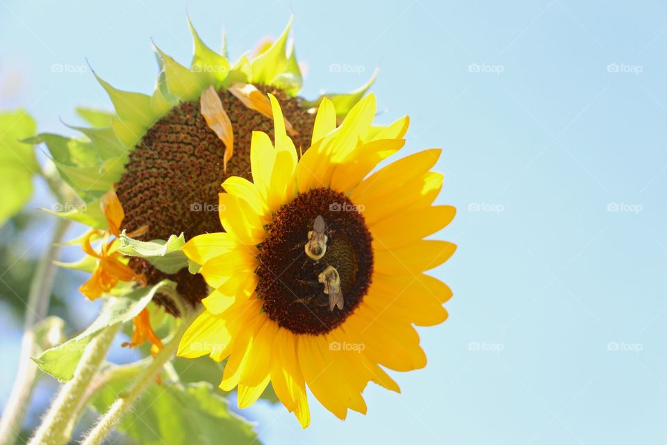 Pollinators make sunflowers happy