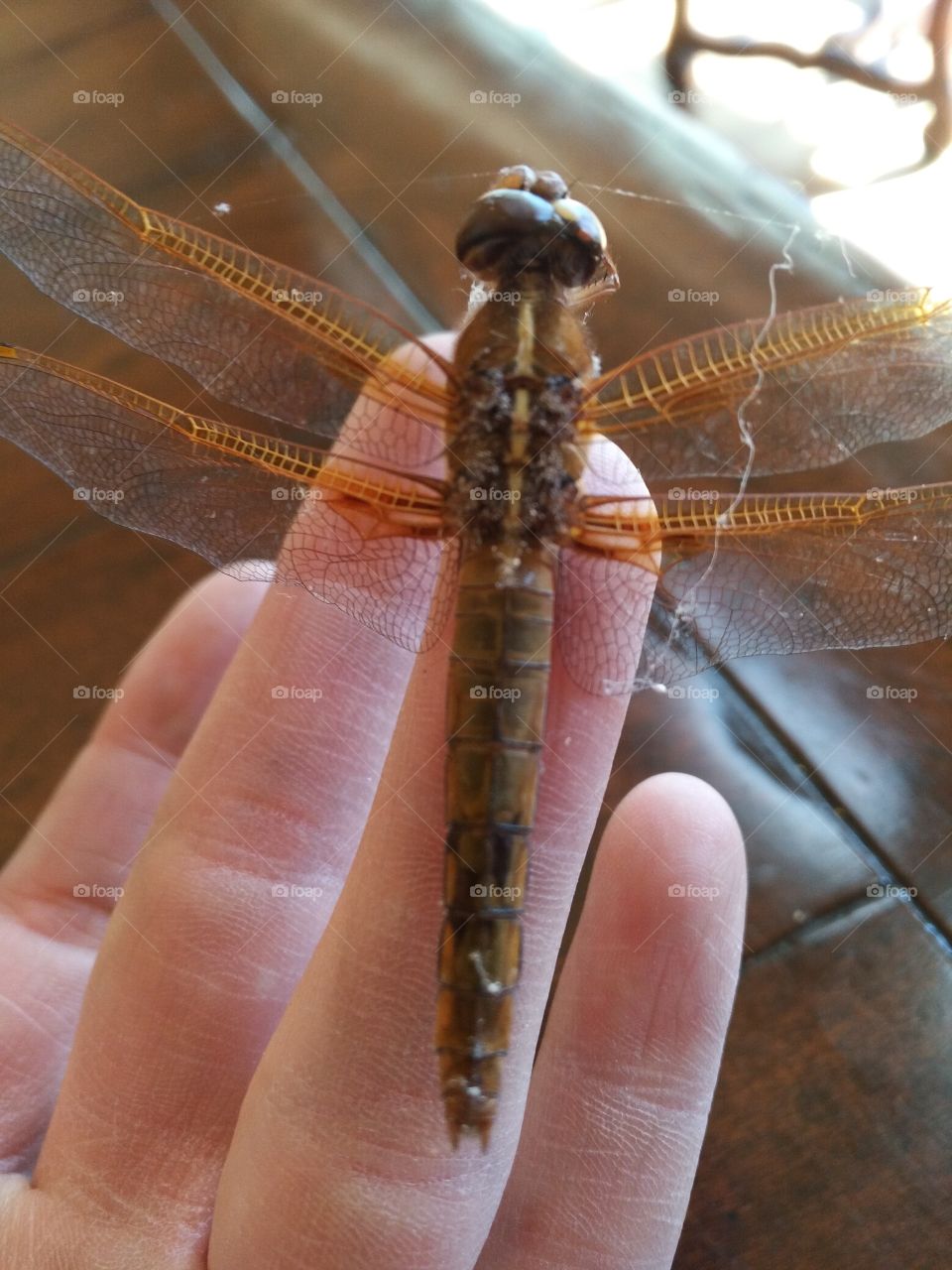 I bet this friggin l dragonfly was as beautiful in life as it is in death.