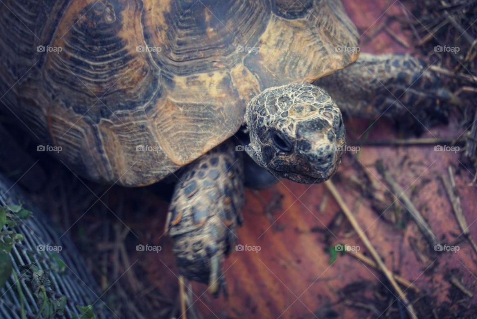 Turtle#animal#pet